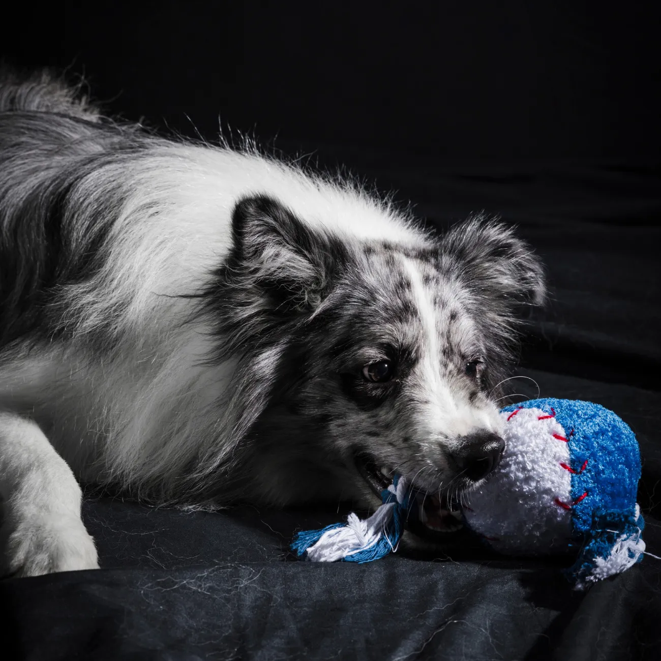 portrait-cute-border-collie-dog_23-2148105390