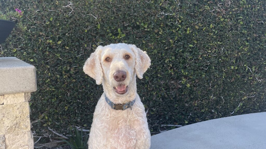 Cream doodle sitting and looking directly at the camera, photographed outdoors with a phone