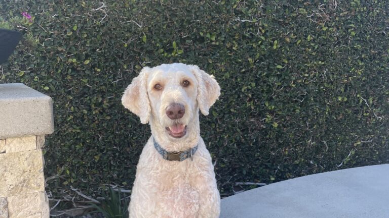Cream doodle sitting and looking directly at the camera, photographed outdoors with a phone