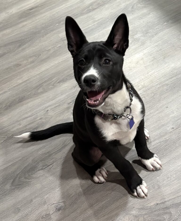 rescue-photo-adoption-ready