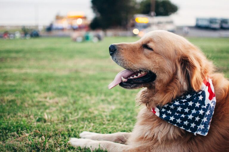 july4-dog-hero