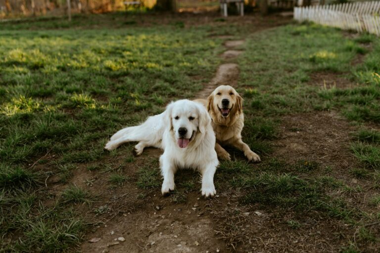 two-golden-retrievers-looking-at-camera
