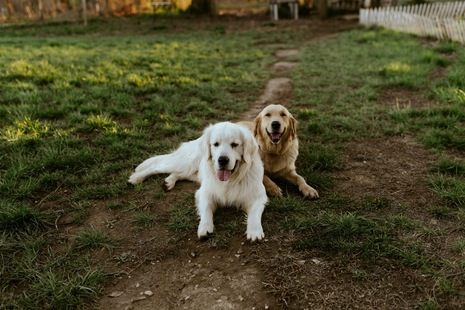 Two golden retrievers lying side by side on a grassy path, both looking toward the camera