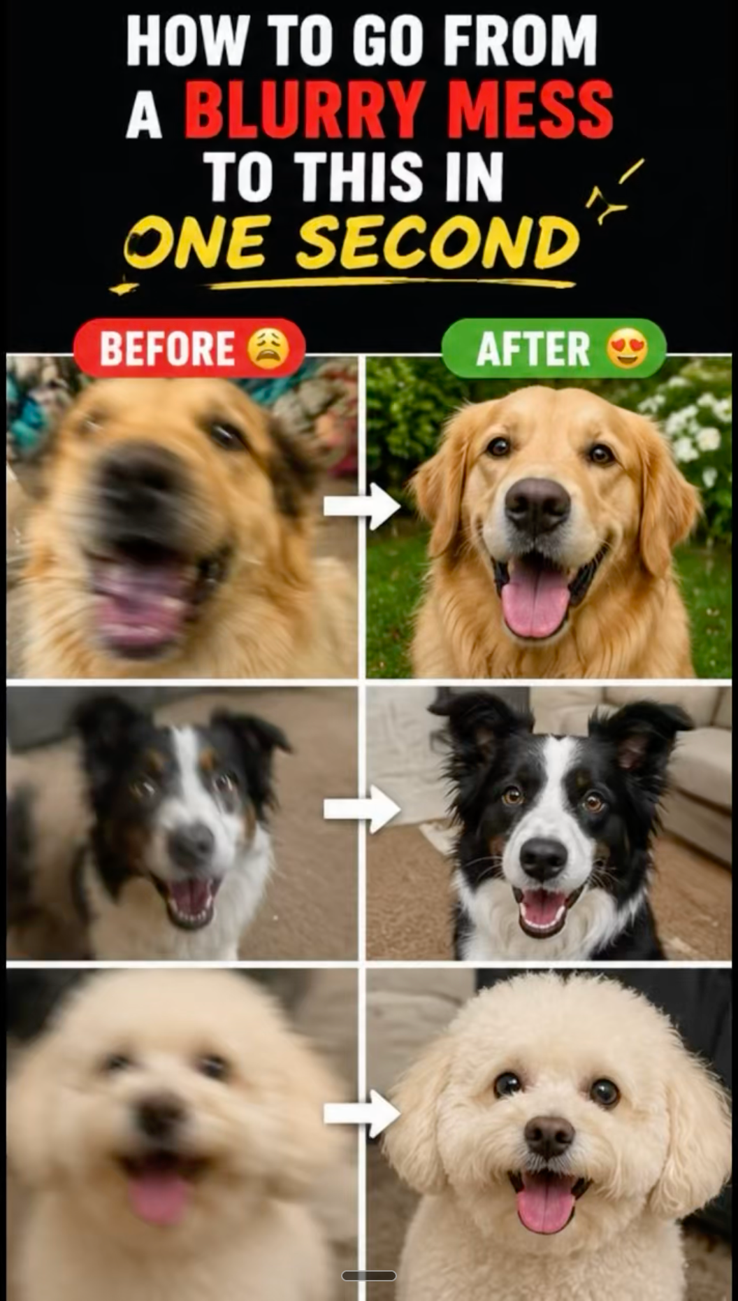 Before and after grid showing three dogs blurry on the left and sharp on the right, with text: How to go from a blurry mess to this in one second