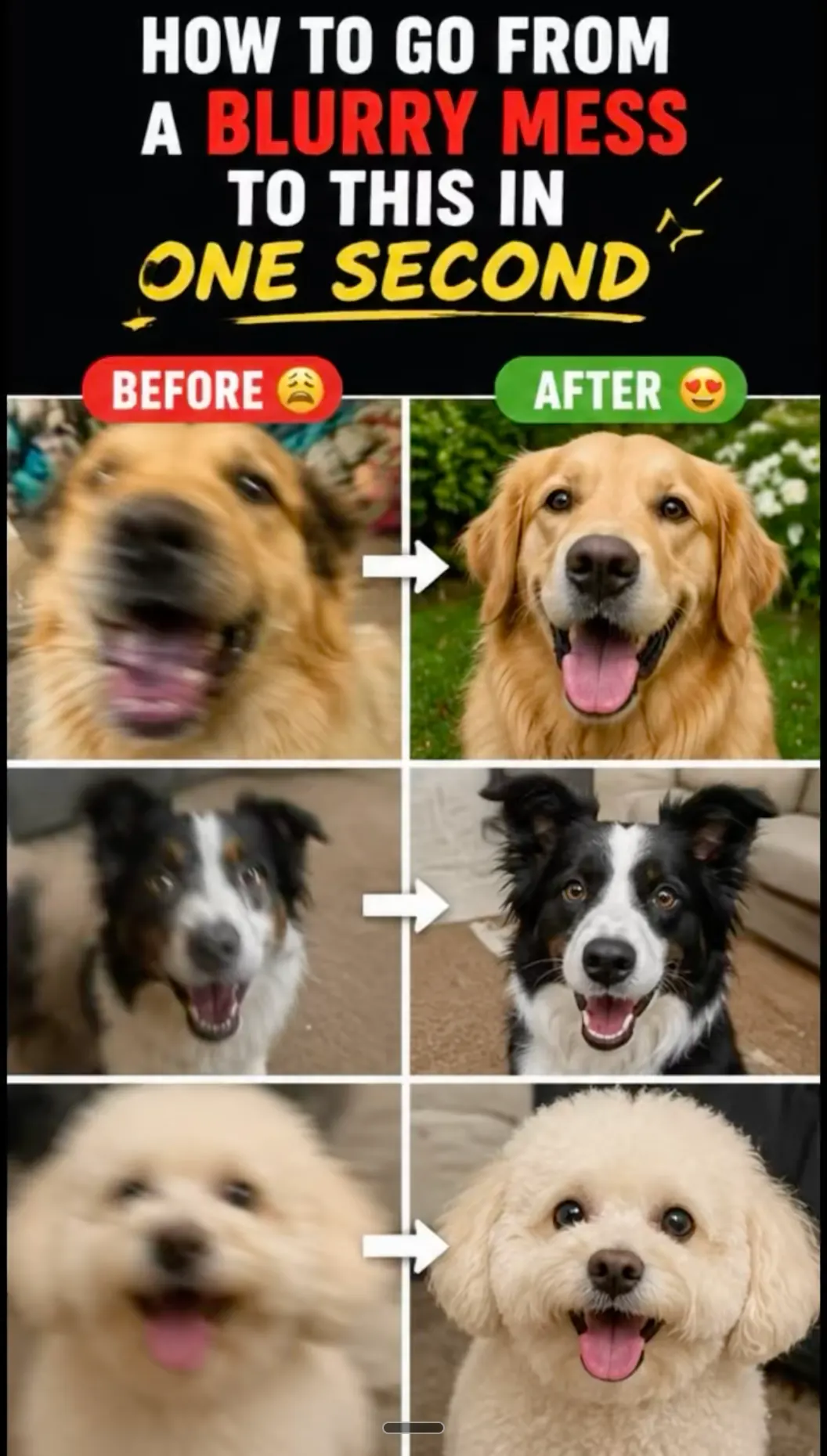 Before and after grid showing three dogs blurry on the left and sharp on the right, with text: How to go from a blurry mess to this in one second