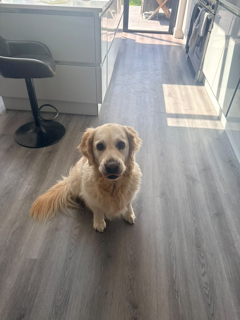 Golden retriever sitting in a kitchen, looking straight at the camera