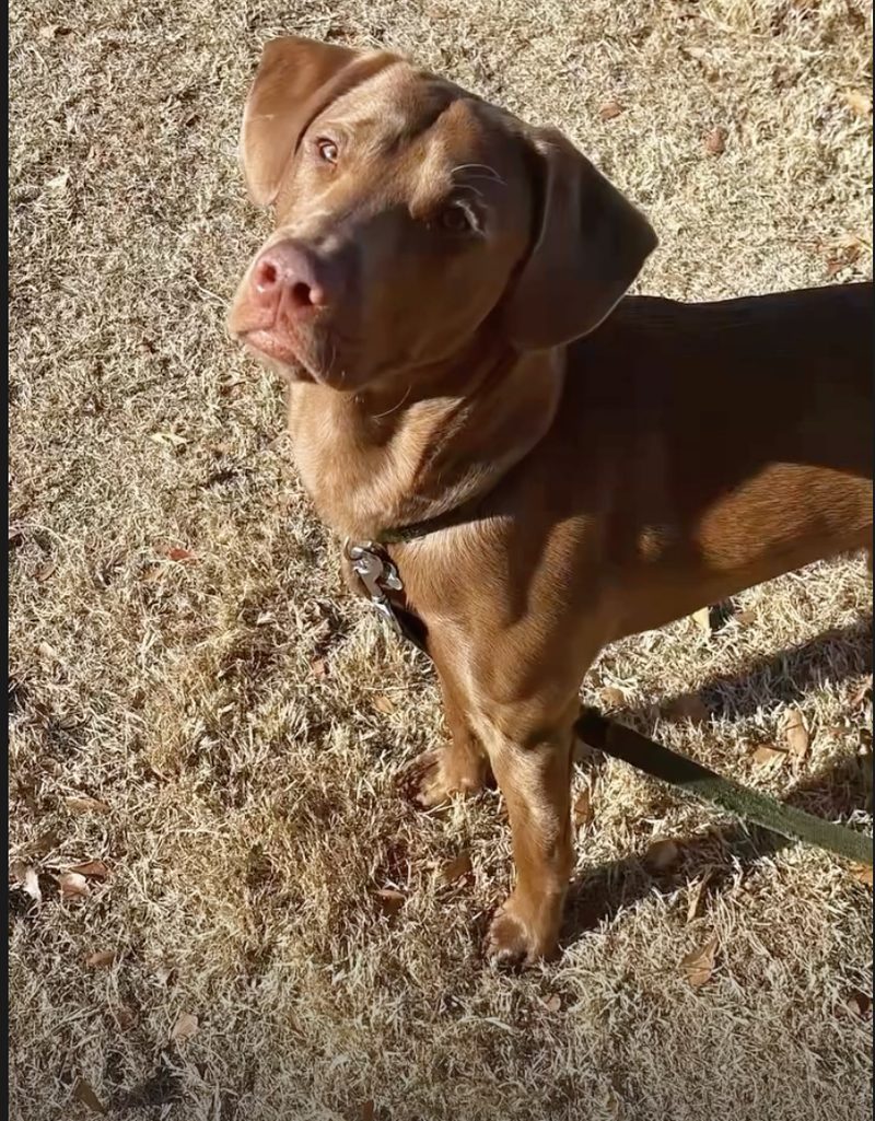 Will's dog outside, head tilted up toward the camera