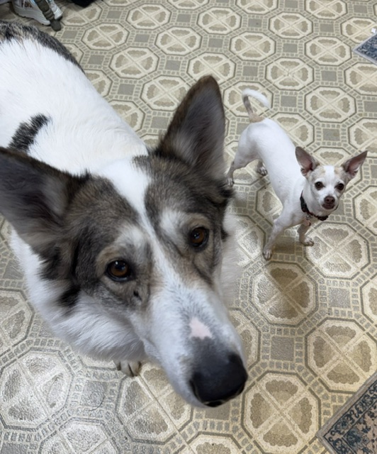 Finn, a large husky mix, and Jupiter, a small chihuahua, both looking up at the camera